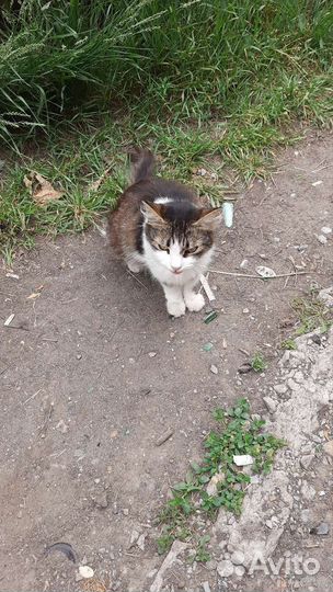 Кошка в дар бесплатно