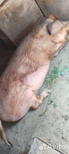 Кабан дюрок