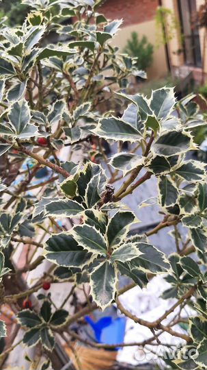 Кедр падуб лиственница на штамбе