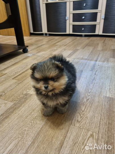 Померанский шпиц мальчик мишка
