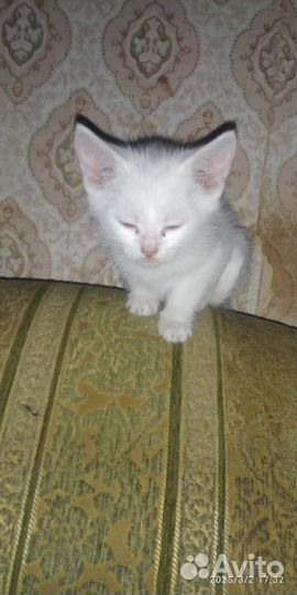 Котята в добрые руки бесплатно