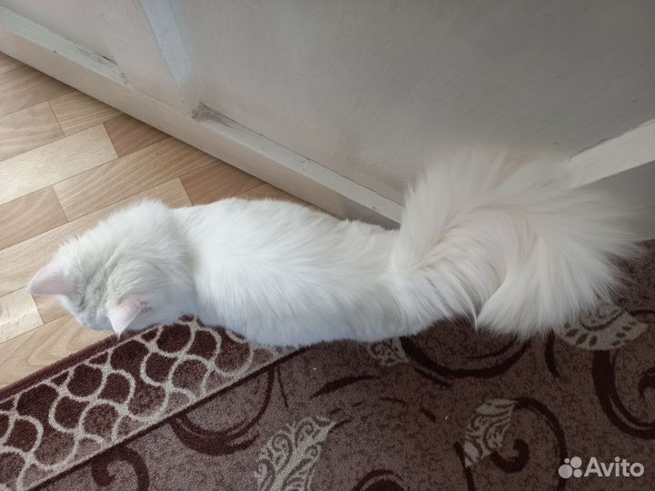 Ищем жениха
