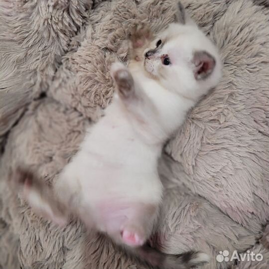 Шотландские котята