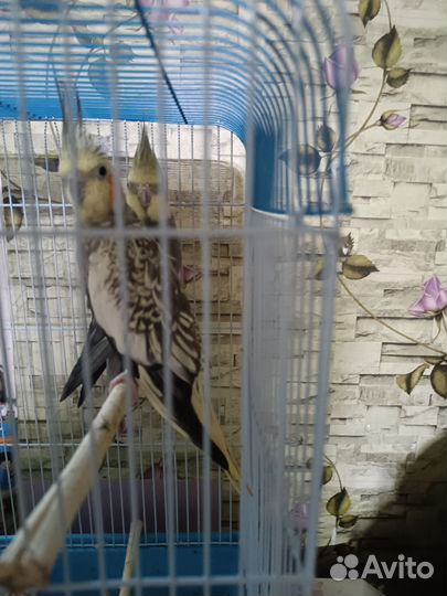 Попугай карелла с клеткой пара