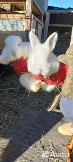 Кролики на развод