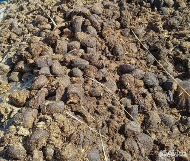 Конский навоз