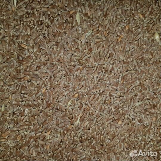 Пшеница фуражная