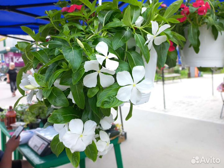 Продаю катарантус