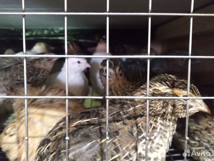 Перепела продажа