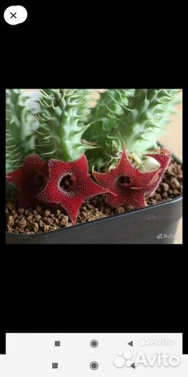 Гуэрния 3года