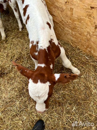 Телята бычки тёлки доставка бесплатная