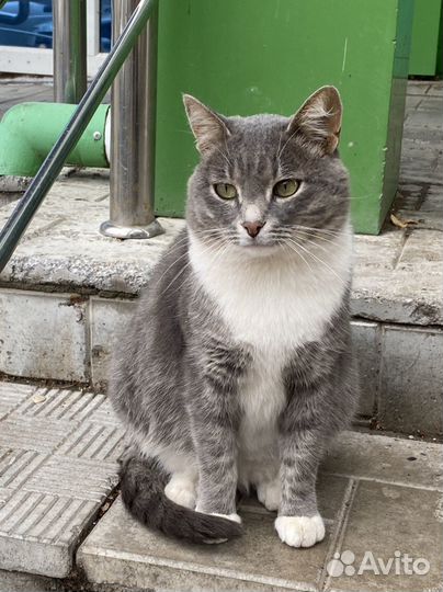 Отдам бесплатно котика