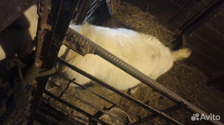 Коза дойная