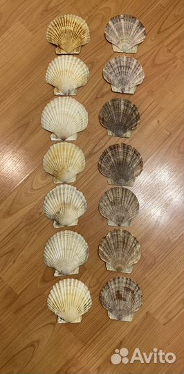 Ракушки морского гребешка