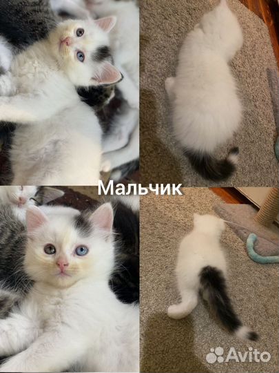 Котята в ответственные, добрые руки