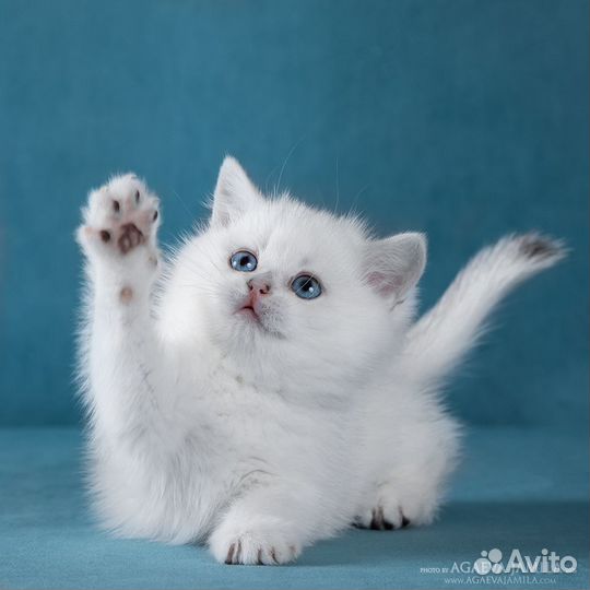 Девочка британской серебристой шиншиллы