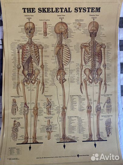 Плакат постер СССР, постер анатомия