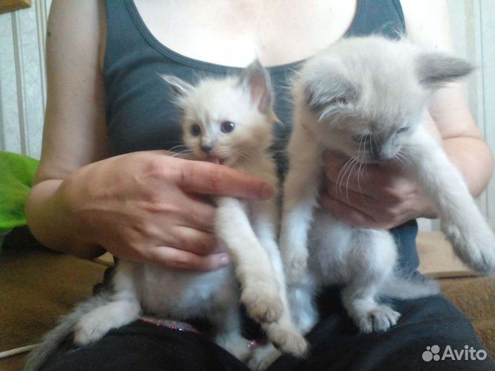 Котята