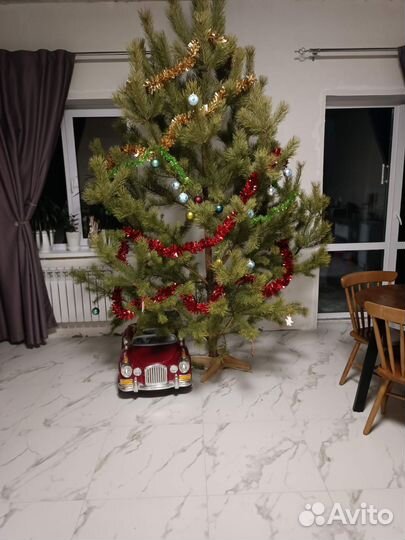 Сосна новогодняя