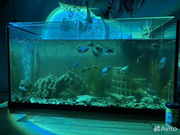 Аквариумы, рыбы