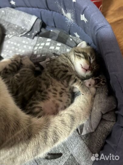 Шотландские вислоухие котята