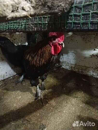 Молодые петухи