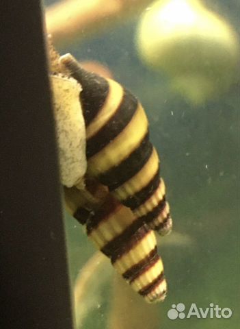 Улитка Хелена