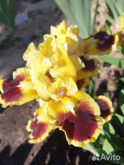 Ирис бордюрный (карликовый)