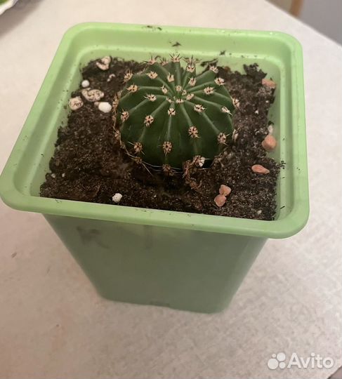 Кактус эхинопсис
