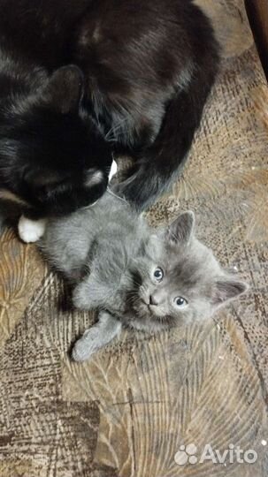 Сиамская кошечка