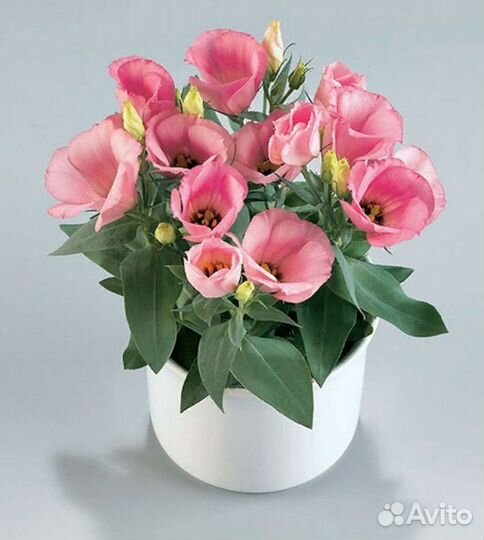 Семена Эустомы