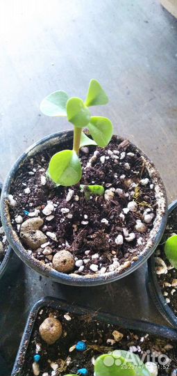 Портулакария афра