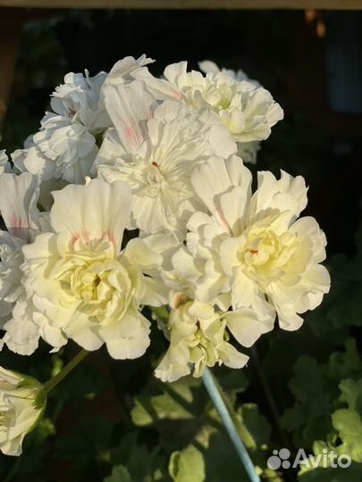 Пеларгония герань сортовая