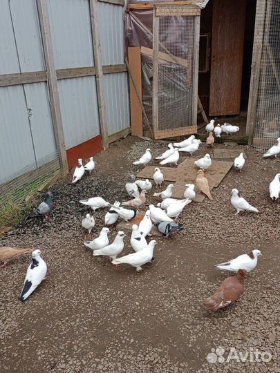 Бойные голуби