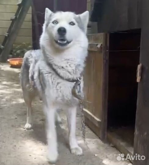 Щенки сибирской хаски