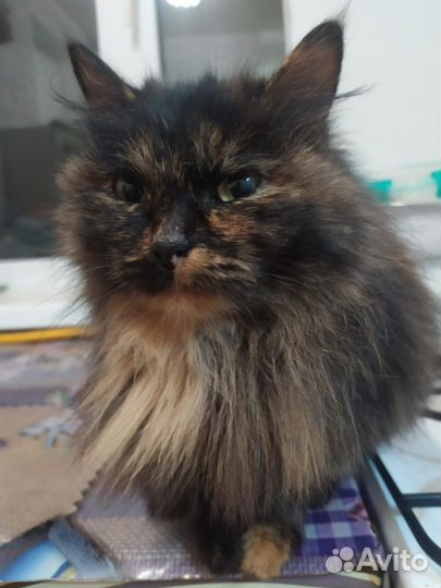 Кошка в дар