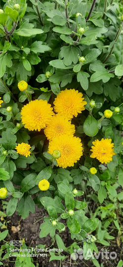 Хризантема Мишель