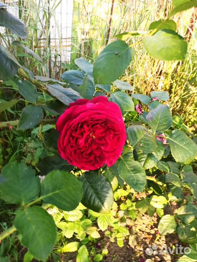 Английская роза Фальстаф (куст)