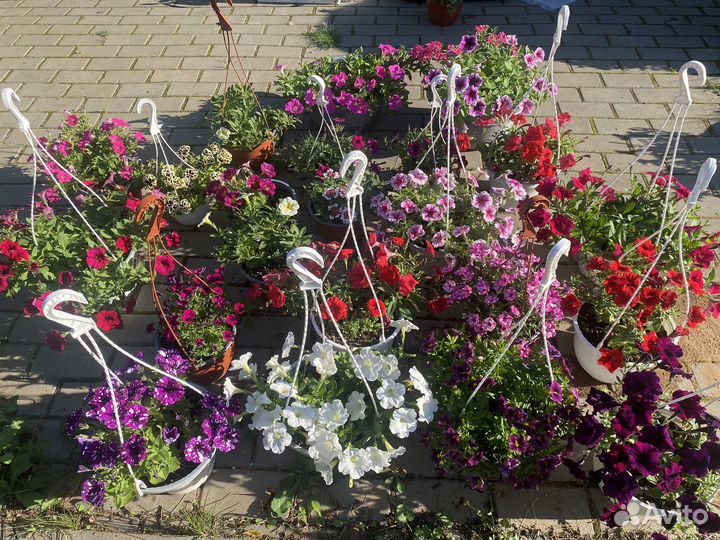 Кашпо с ампельной петунией