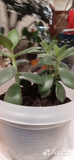 Толстянка денежное дерево