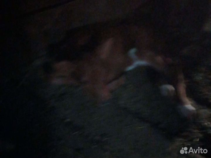 Первотелка с теленком