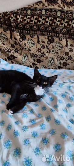 Котёнок Миша