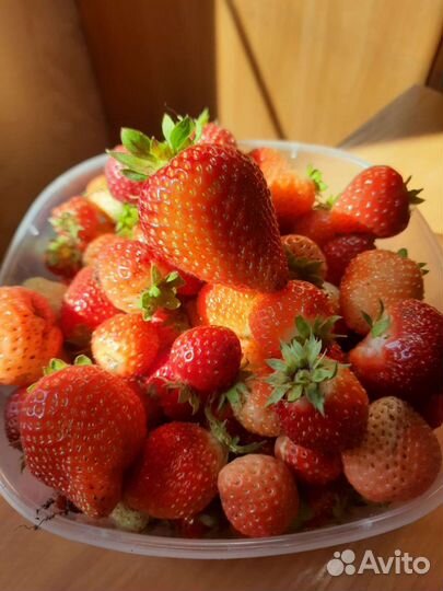 Саженцы ремонтантной клубники