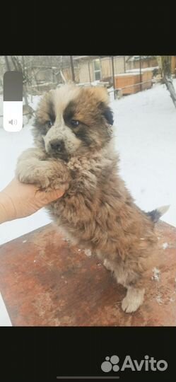 Щенки в добрые руки бесплатно