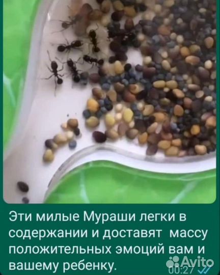 Муравьиная ферма antplanet