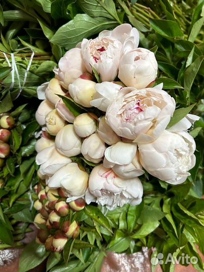 Пионы корни осень 2023