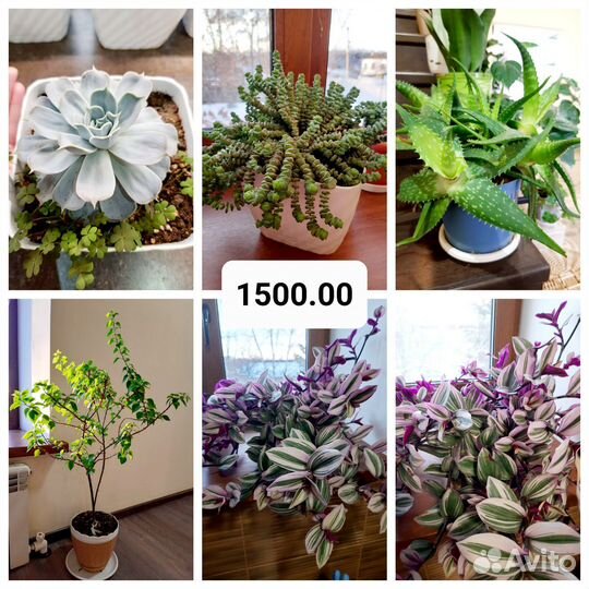 Цветы комнатные кактус суккулент