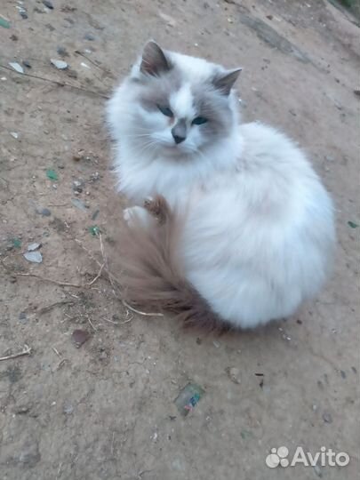 Кошки стерилизованные с доставкой