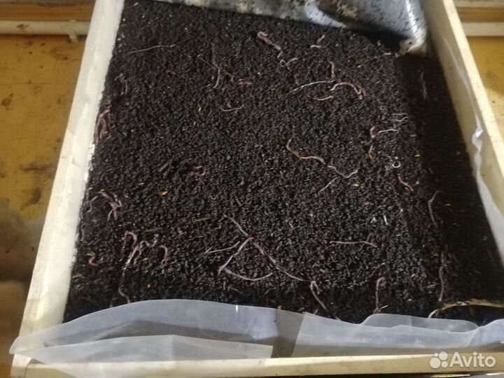 Черви для рыбалки