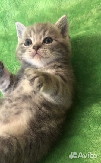 Шотландская кошечка